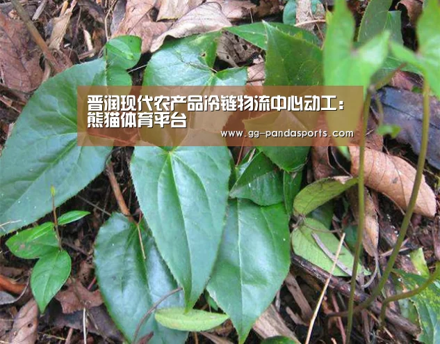 熊猫体育平台